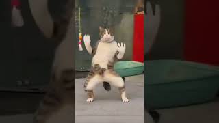 Tamil cat dance [upl. by Nicolina839]