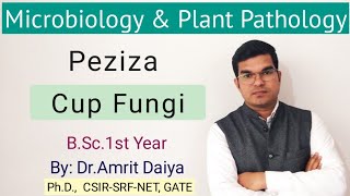 Peziza Fungi  Life Cycle of PezizaBSc MSc DrAmrit Daiya [upl. by Nofets]