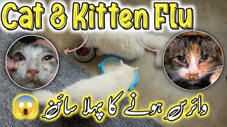 All about cats flu 😭🦠Cat Flu Sign and treatment  Cat Respiratory infection treatment [upl. by Jb]