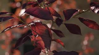 Prunus virginiana  Common Chokecherry [upl. by Adon]