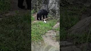 台灣黑熊Formosan Black BearTaipei Zoo [upl. by Alpers211]