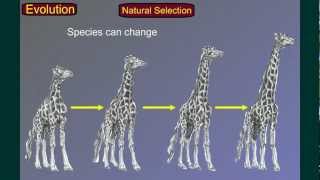 Evolution Part 3 Speciation [upl. by Chessy]