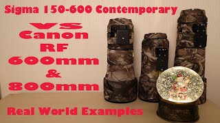 Canon RF 600mm amp 800mm vs Sigma 150600 real world image quality test [upl. by Nillor]