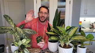 Philodendron Tortum  Lets Repot [upl. by Donal]