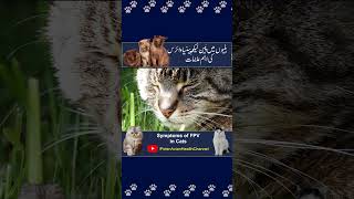 Symptoms of Feline Distemper  Parvovirus Symptoms Cats  shorts shortvideo short [upl. by Ilrebma]