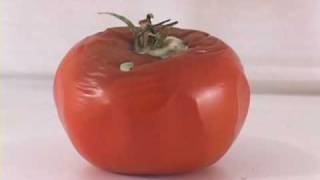 Tomato Time Lapse 2nd Version [upl. by Nevur]