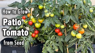 How to Grow Tomatoes from Seed in Containers Patio Tomato  Easy planting guide [upl. by Amilas]