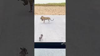 Greedy Leopard 🐆 wants Tow Baby Warthog leopard leopardgecko shorts wildlife [upl. by Einnep159]