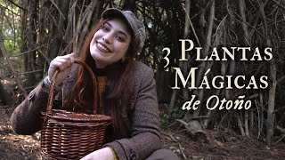 3 PLANTAS MÁGICAS CERCANAS con las que conectar a finales de OTOÑO [upl. by Eninej622]