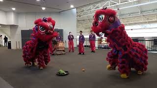 Lion Dance on 14 Feb 24  GSC Subang Parade CNY Chor 5  年初五 [upl. by Lauter]