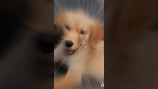 🐾 My moods🐶 moodmydog goldenretrieverpuppymusiccutelovefollownewchannelshareviewspuppy [upl. by Cecile]