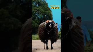 Karnataka sheep Jeeva  ಜೇವ ಟಗರುbakra goat sheep animals sheepfarming tagaru [upl. by Gilburt]