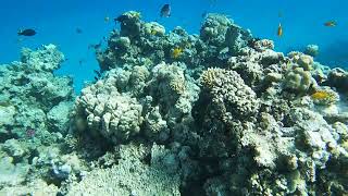 Titanic beach hurghada snorkeling [upl. by Ellinet]