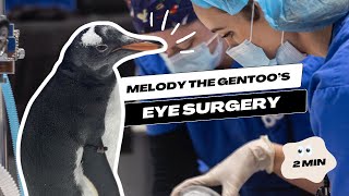 A Penguin’s Adventure Melody the Gentoo’s Vision Saving Eye Surgery [upl. by Norrehc]