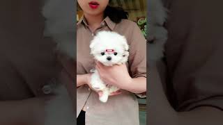 cute maltese mini puppy  Teacup puppies KimsKennelUS [upl. by Alpers]