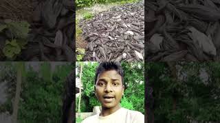 Malaysia khalbile mass Foridul Vai 02 shortvideos funny viralvideos comedy ytshorts [upl. by Holey]