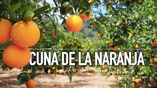 EXCURSIÓN DE 1 DÍA desde VALENCIA a CARCAIXENT la CUNA DE LAS NARANJAS 🍊🍊🍊 [upl. by Limoli]