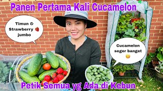 Panen Perdana Cucamelon Petik Semua yg Ada dikebun Timunblueberry ampStrawberry jumbo [upl. by Schecter722]