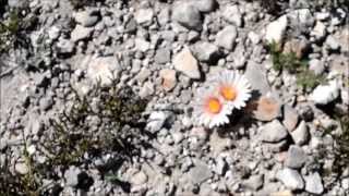 Turbinicarpus Pseudopectinatus floreciendo en hábitat [upl. by Levy962]