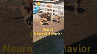 Graces Neurotic Behavior nature not dogtraining [upl. by Tavy]