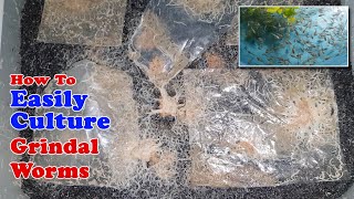 How To Easily Culture Grindal Worms  Unlimited Live Food for Fish [upl. by Reinwald]