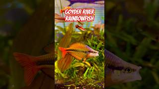 AMAZING Goyder River Rainbowfish in Planted Tank [upl. by Walford]