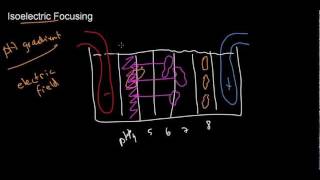 lecture 29 part 3 Electrophoresis  isoelectric focusing [upl. by Llerrehs]