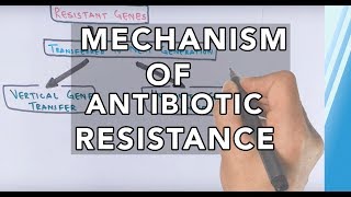 Mechanism of Antibiotic Resistance [upl. by Tellford]