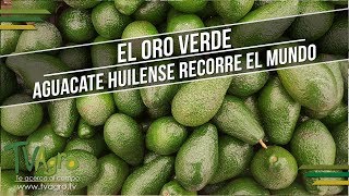 El Oro Verde Aguacate Huilense Recorre el Mundo  TvAgro por Juan Gonzalo Angel [upl. by Nraa517]