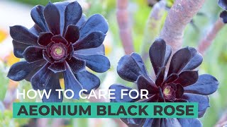 BEST TIPS HOW TO GROW AND CARE FOR AEONIUM BLACK ROSE [upl. by Aramat]