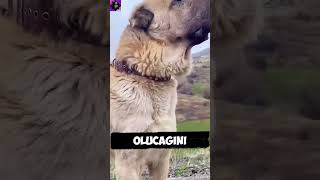 kangal vs kanguru kim kazanır [upl. by Aryad448]