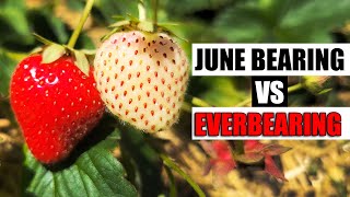 June Bearing vs Everbearing Strawberries  Garden Quickie Episode 162 [upl. by Nasho]