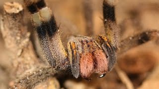 Phoneutria  Armadeira  Brazilian Wandering Spider  Brazil vándorpók  Closes [upl. by Ligetti727]