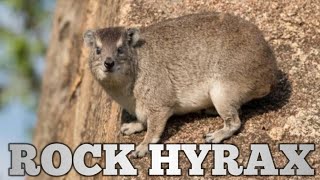 Rock hyrax Procavia capensisHells Gate National Park [upl. by Enilrae246]