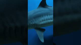 How did the tiger shark get its name [upl. by Adnohser448]