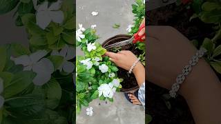 सदाबहार को घना बनाने का सबसे आसानतरीका☘️GardeningwithVarshavincavairalvideoshortsgardensadabahar [upl. by Devehcoy]