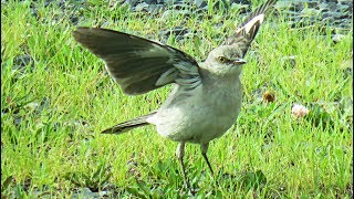 Northern Mockingbird  Song and behavior [upl. by Bakeman]