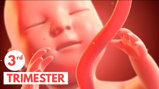 Third Trimester  3D Animated Pregnancy Guide [upl. by Spaulding]