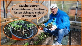 Stachelbeeren Johannisbeeren einfach vermehren Stecklinge [upl. by Kristian]