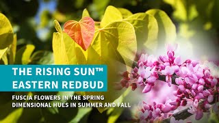 The Rising Sun™ Eastern Redbud Tree [upl. by Nitsirt]