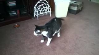 Our cat Monty jumps backwards [upl. by Marchal]