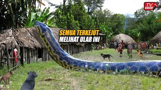 Viral  Ular Raksasa Penjaga Hutan Masuk Kampung Warga Tak Ada Yang Berani Menangkapnya [upl. by Bud]