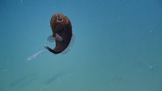 Fangtooth Flashes a Ferocious Mouthful  Nautilus Live [upl. by Laban]