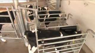 GEA Farm Technologies  DairyFeed Automated Calf Feeders [upl. by Rowen]