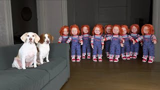 Dogs vs Chucky Army Prank Funny Dog Maymo Calls Freddy Krueger for Help [upl. by Rianon313]