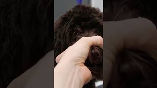 Australian Labradoodle Puppy Grooming 😍 australianlabradoodle puppy dog pets doggrooming [upl. by Pliske]