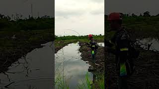 Sambaran predator rawa fishing mancing fishing [upl. by Liw]