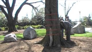 Smithsonian Gardens Tree Management  Tree Radar Test [upl. by Adaline111]