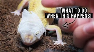 REMOVING OLD SKIN  Leopard Gecko [upl. by Eglanteen]