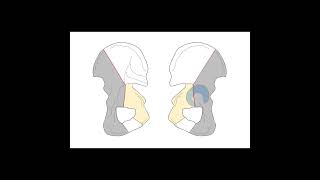 Reviewing acetabular fractures in one minute [upl. by Adabelle]